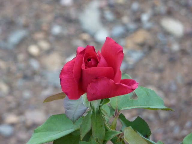 No s'ha trobat l'arxiu